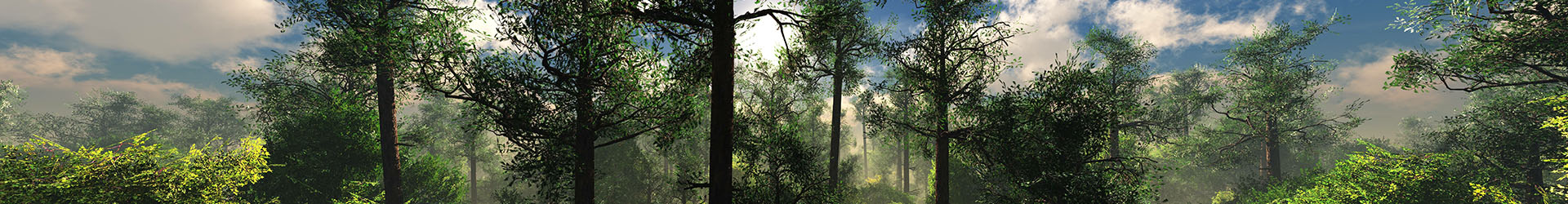 Grüne Wälder dank nachhaltigem Webdesign